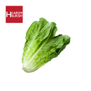 Lettuce - HKarim Buksh